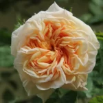 trandafir Gloire de Dijon -livrare-din-octombrie