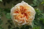 trandafir Gloire de Dijon -livrare-din-octombrie