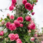 Trandafir Pink Eden Rose