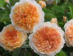 trandafir englezesc Port Sunlight