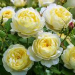 Trandafir englezesc Vanessa Bell