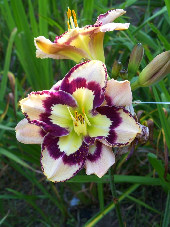 Hemerocallis Spacecoast Sea Shells - imagine 2
