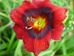 Hemerocallis Velvet Eyes - imagine 2