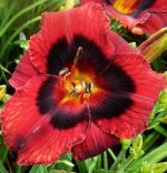 Hemerocallis Velvet Eyes