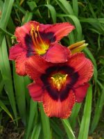 Hemerocallis Velvet Eyes - imagine 3