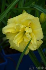 Hemerocallis Cabbage Flower -pitic--parfumat - imagine 3