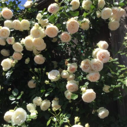 Trandafir White Eden Rose