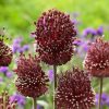 ALLIUM AMETHYSTINUM RED MOHICAN