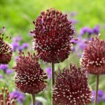 ALLIUM AMETHYSTINUM RED MOHICAN