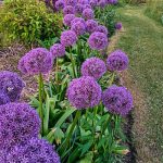 ALLIUM GLADIATOR -livrarea din martie - imagine 2