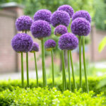 ALLIUM GLADIATOR