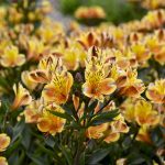 ALSTROEMERIA SUMMER BREEZE