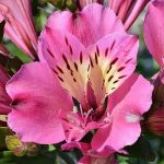 ALSTROEMERIA SUMMER PARADISE SAINT TESSUMSAINT - imagine 3