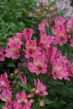 ALSTROEMERIA SUMMER PARADISE SAINT TESSUMSAINT - imagine 2