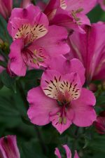 ALSTROEMERIA SUMMER PARADISE SAINT TESSUMSAINT
