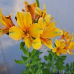 ALSTROEMERIA SUMMER SAMBA TESSUMSAM