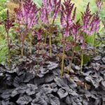 ASTILBE DARKSIDE OF THE MOON