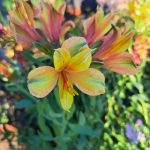 ALSTROEMERIA SUMMER SAMBA TESSUMSAM - imagine 2