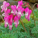 DICENTRA LUXURIANT