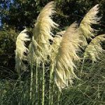 CORTADERIA LIME GREEN MISTRAL