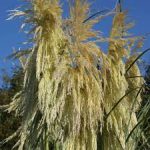 CORTADERIA LIME GREEN MISTRAL-5L - imagine 2