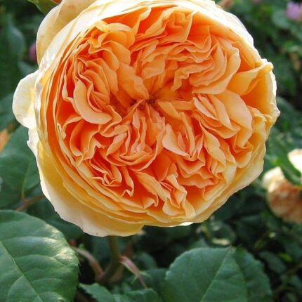 Trandafir englezesc Crown Princess Margareta