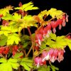 DICENTRA RUBY GOLD