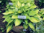 Hosta ‘Dinner Mint’