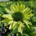 ECHINACEA GREEN JEWEL