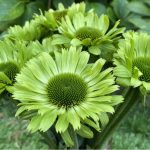 ECHINACEA GREEN JEWEL