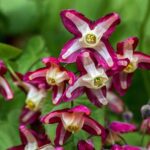 EPIMEDIUM RUBRUM