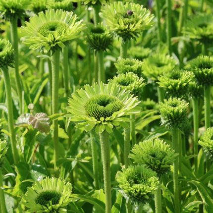 Echinacea purpurea 'Green Jewel'