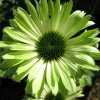 ECHINACEA GREEN JEWEL
