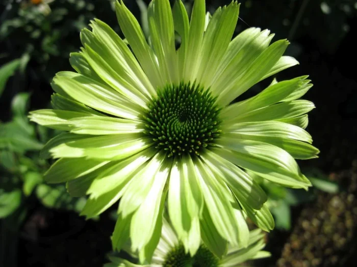 ECHINACEA GREEN JEWEL