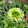 ECHINACEA GREEN JEWEL