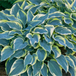 Hosta 'First Frost' - imagine 2