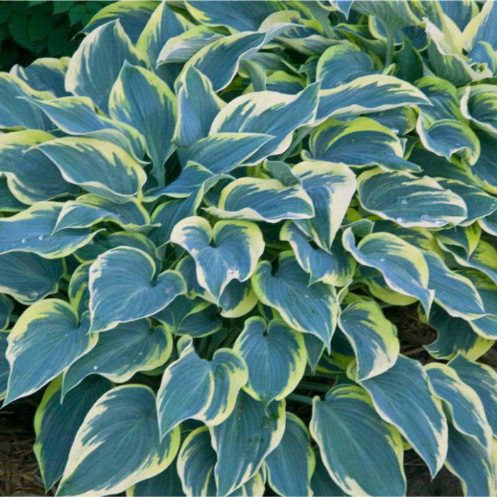 Hosta 'First Frost' - imagine 2