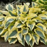 Hosta 'Autumn Frost'