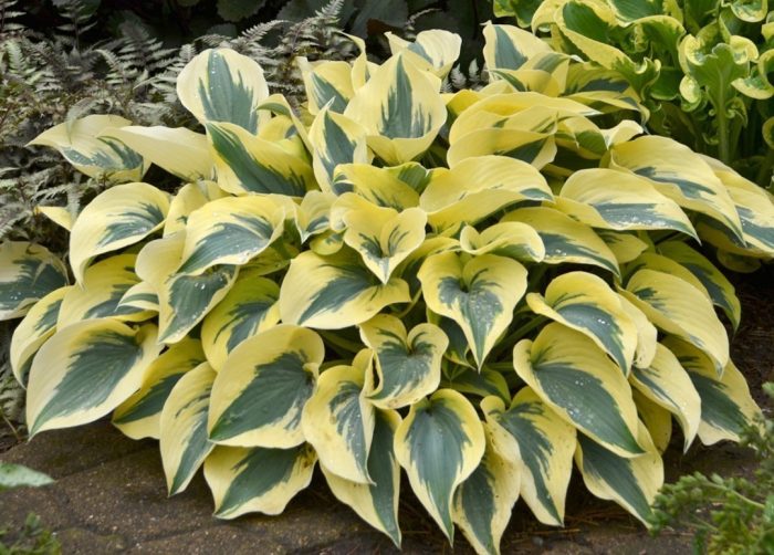 Hosta 'Autumn Frost'
