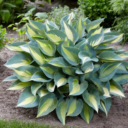 Hosta 'Catherine'