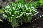 Hosta 'Diamond Necklace'