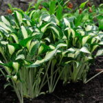 Hosta 'Diamond Necklace'