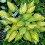 Hosta 'Dinner Mint'