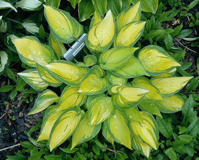Hosta 'Dinner Mint'