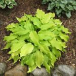 Hosta 'Funny Bones'