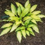 Hosta 'Paradise Tritone'