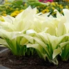 Hosta 'White Feather'-pitica