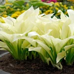 Hosta 'White Feather'-pitica