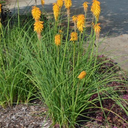 KNIPHOFIA ECHO MANGO UVARIA