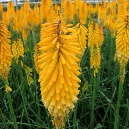KNIPHOFIA ECHO MANGO UVARIA